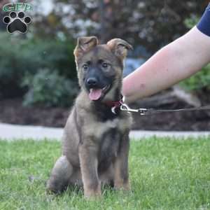 Kira, German Shepherd Puppy